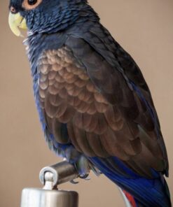 Bronze Winged Pionus Parrots For Sale