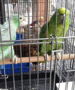 Mealy Amazon Parrot For Sale