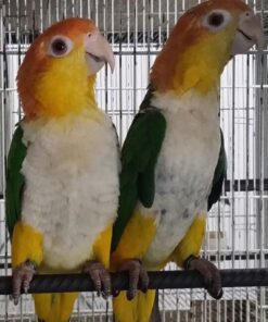 White-Bellied Caique Parrots For Sale