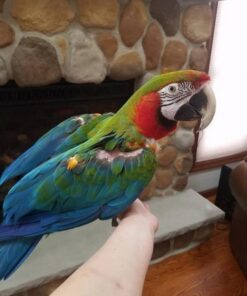 Baby Harlequin Macaw Parrots For Sale