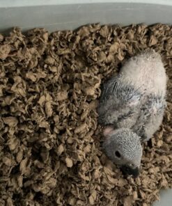 Baby African Grey Timneh Parrot