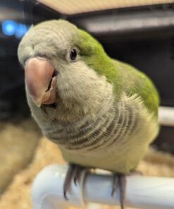 Baby Quaker Talking Parrots