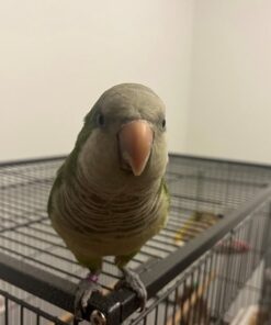 Baby Quaker Talking Parrots