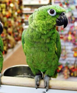 Mealy Amazon Parrot For Sale