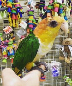 White-Bellied Caique Parrots For Sale