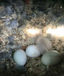 Sulphur Crested Cockatoo Eggs