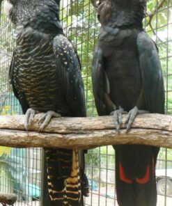 Red Tail Black Cockatoo Parrots For Sale