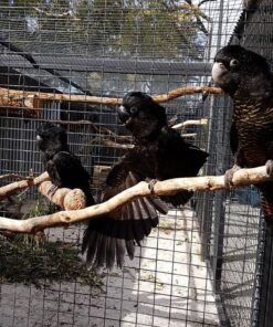 Red Tail Black Cockatoo Parrots For Sale