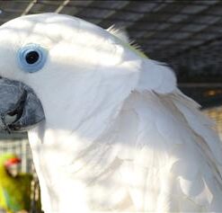 Blue Eyed Cockatoo