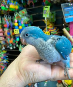 Blue Quaker parrots