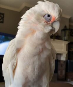 Corella Cockatoo For Sale