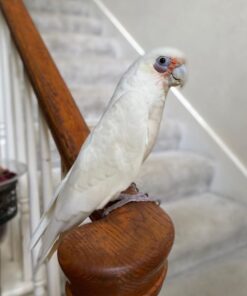 Corella Cockatoo For Sale