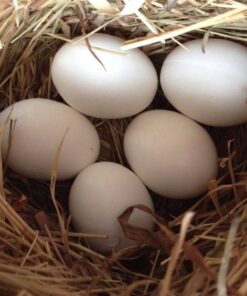 Black Palm Cockatoo Parrot Eggs