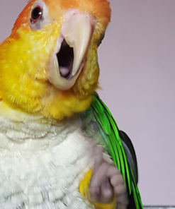 Caique Parrots For Sale