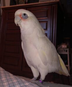 Long Billed Corella Cockatoo Parrot