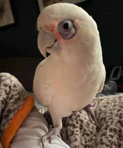 Long Billed Corella Cockatoo Parrot