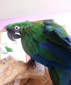 Mutation Buffon Macaw Parrots For Sale