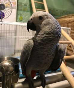 African Grey Parrot For Sale