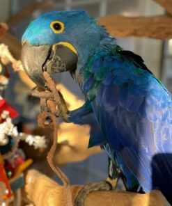 Hyacinth Macaw Parrots For Sale Online