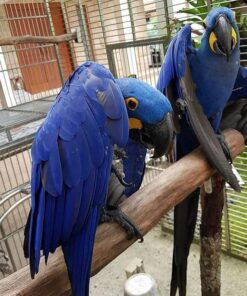 Hyacinth Macaw Parrots For Sale Online