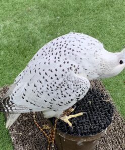 Gyrfalcon For Sale