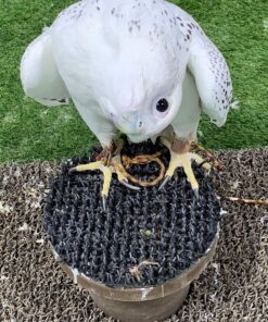 Gyrfalcon For Sale