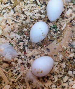 Rainbow Lorikeet Parrots Eggs