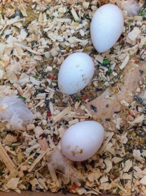 Rainbow Lorikeet Parrots Eggs