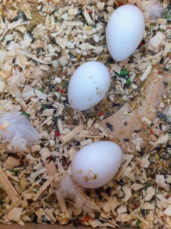 Rainbow Lorikeet Parrots Eggs