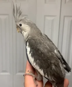 White Face Female Cockatiel