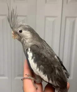 White Face Female Cockatiel