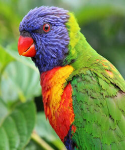 Rainbow Lorikeet Parrots For Sale