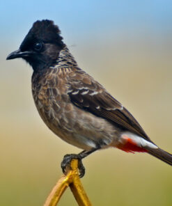 Red vented Bulbuls for Sale