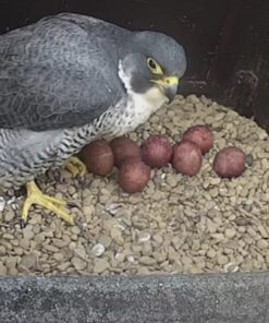 Peregrine Falcon Eggs