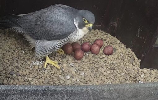 Peregrine Falcon Eggs