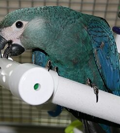 Spixs Macaw Parrots For Sale Online