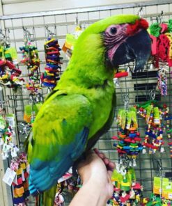 Buffon Macaw Parrots For Sale