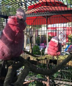 Rose Breasted Cockatoo Parrots For Sale