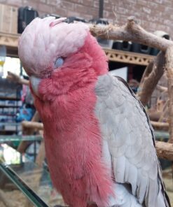 Rose Breasted Cockatoo Parrots For Sale