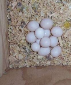 Quaker Parrots Eggs