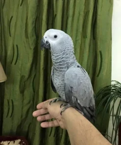 Baby African Grey Timneh Parrot