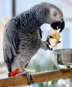 African Grey Parrot for Sale