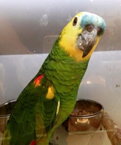 Blue Fronted Amazon Parrot For Sale