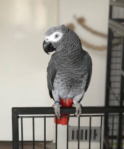 African Grey Parrot for Sale