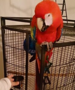 Calico Macaw Parrots For Sale