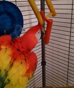 Scarlet Macaw Parrots For Sale