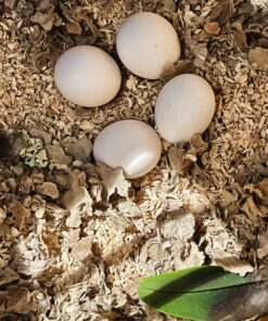 Green Winged Macaw Eggs