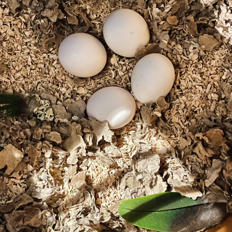 Green Winged Macaw Eggs