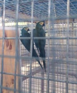 Red Bellied Macaw Parrots For Sale