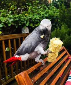 Congo African Grey Parrot For Sale